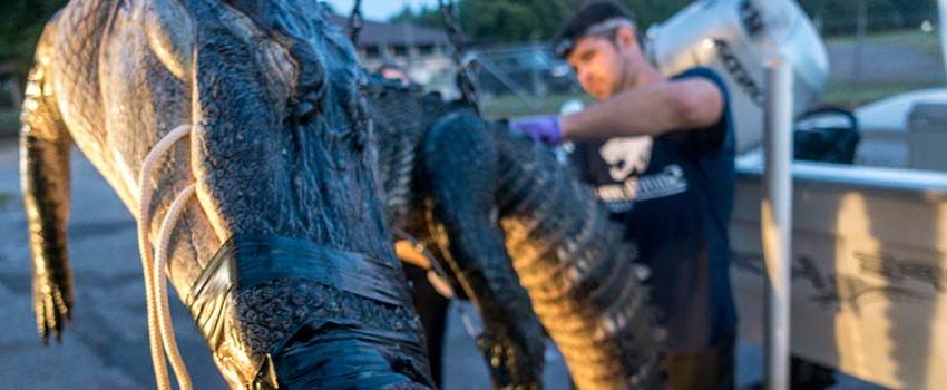 Tagging an alligator that is hoisted out of the water